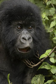 gorilla baby